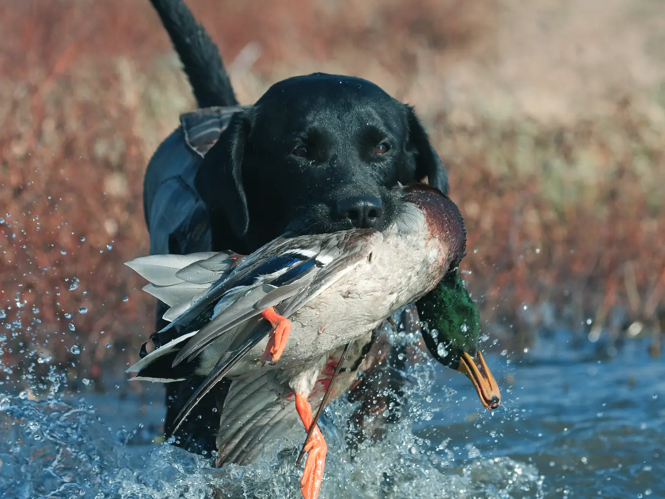 chasse et chien territoiresnature